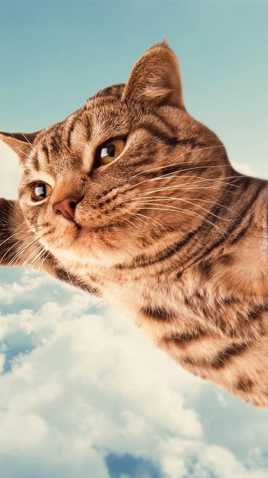 Lecący kot w chmurach