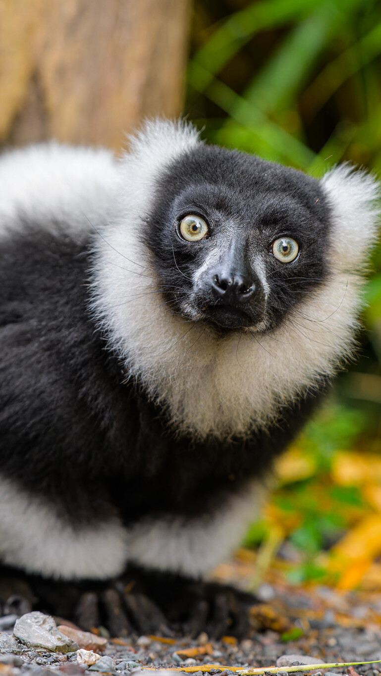 Lemur