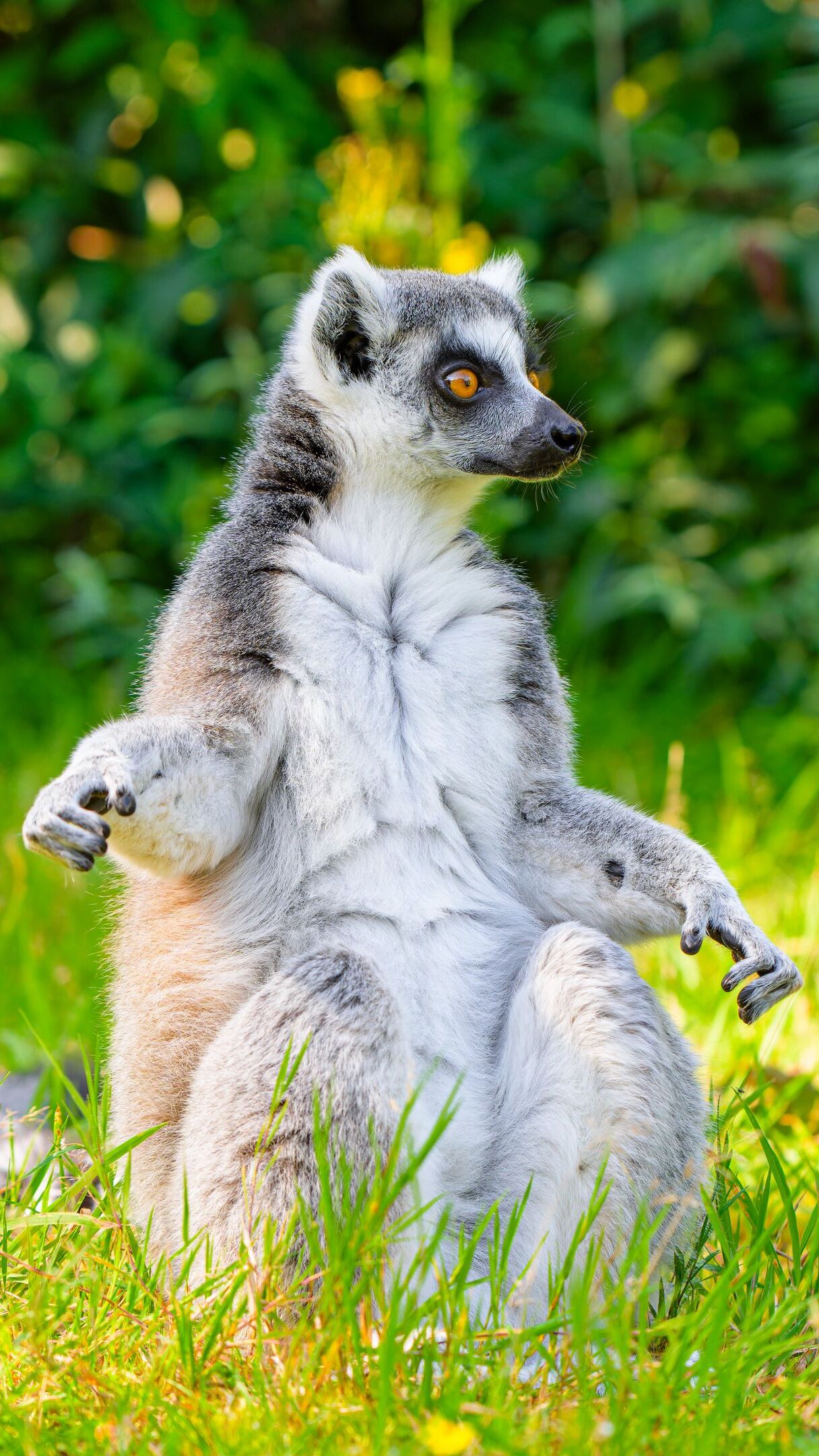 Lemur