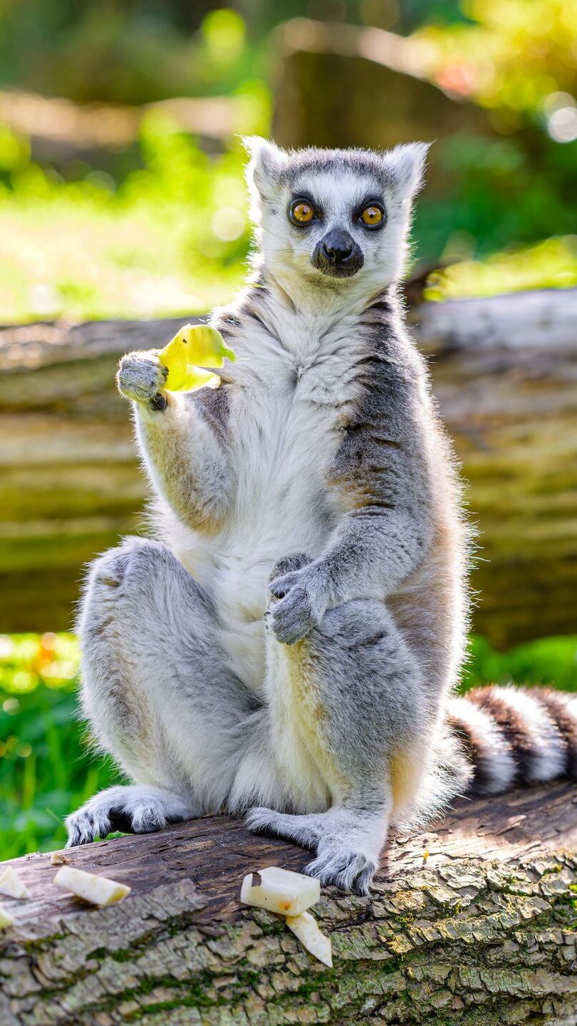 Lemur