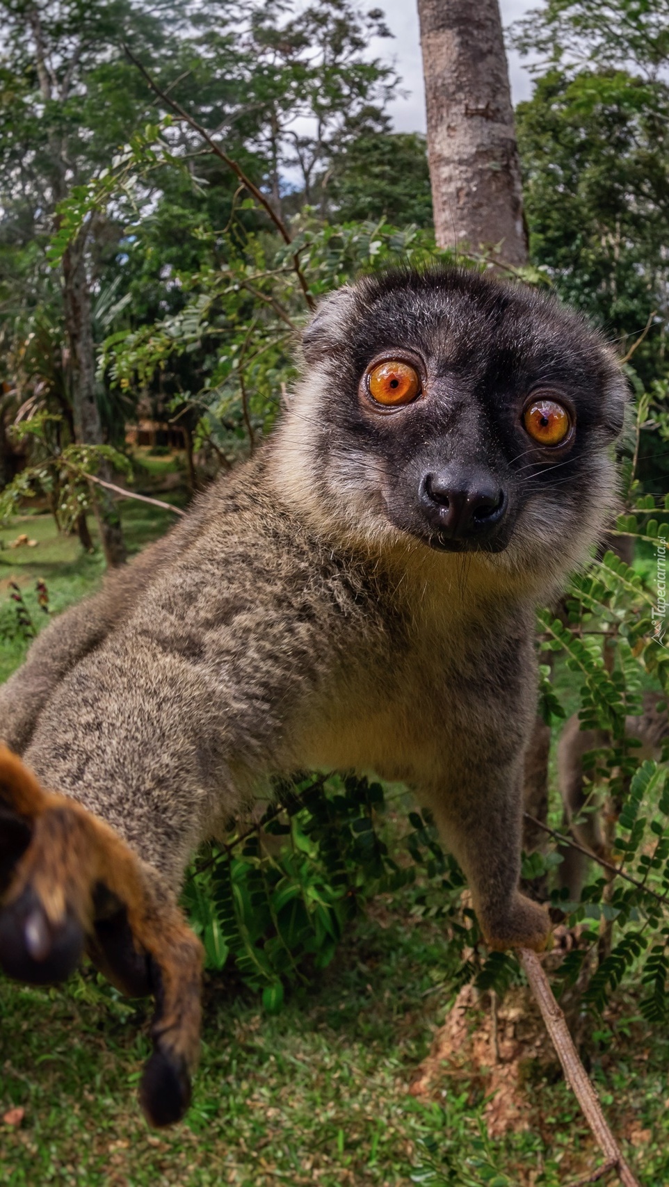 Lemur płowy na drzewie