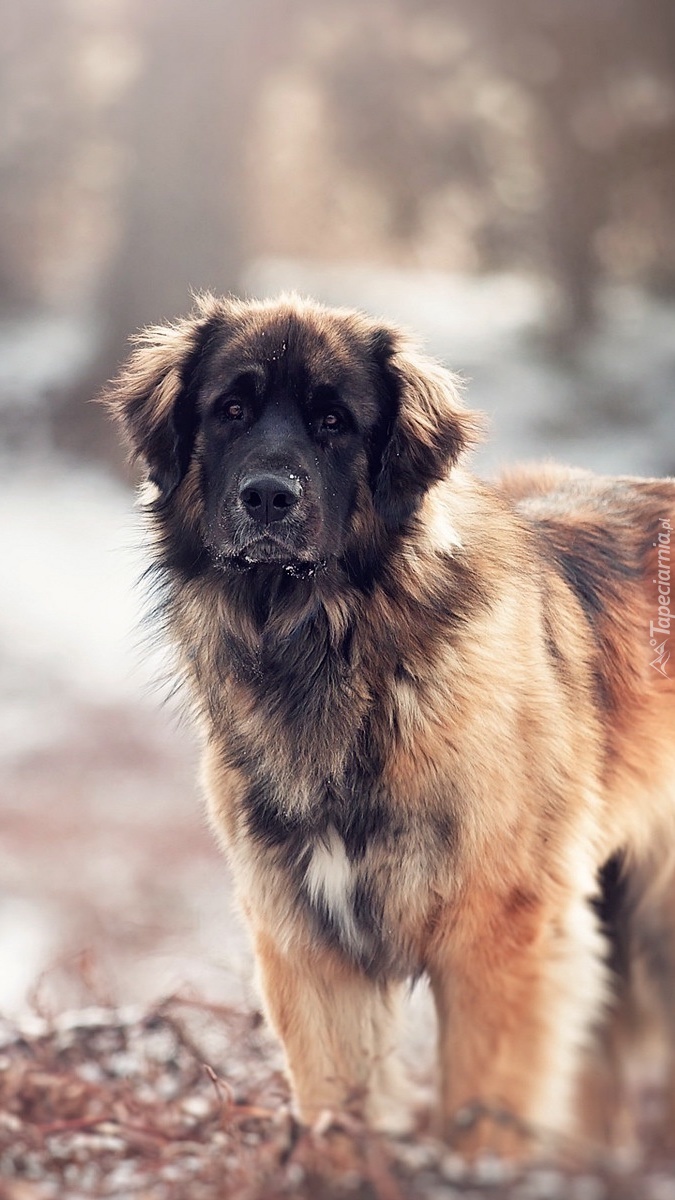 Leonberger na rozmytym tle