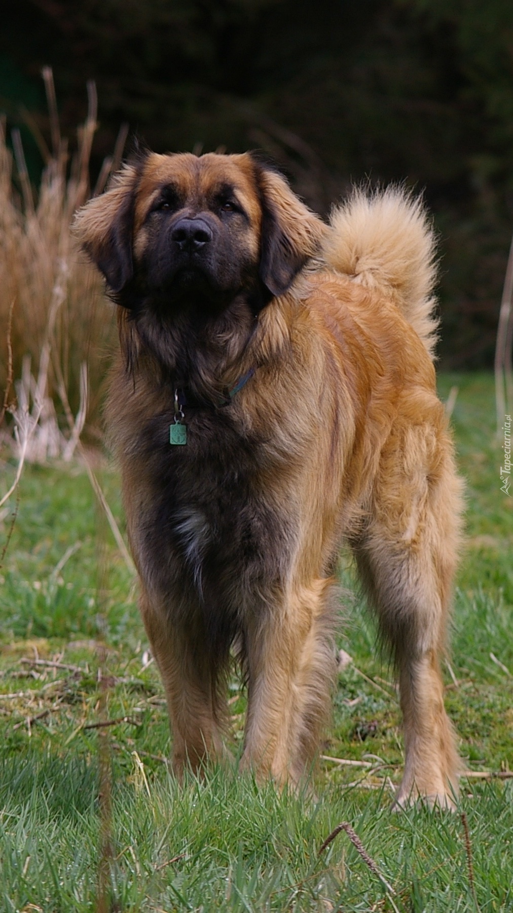 Leonberger na trawie