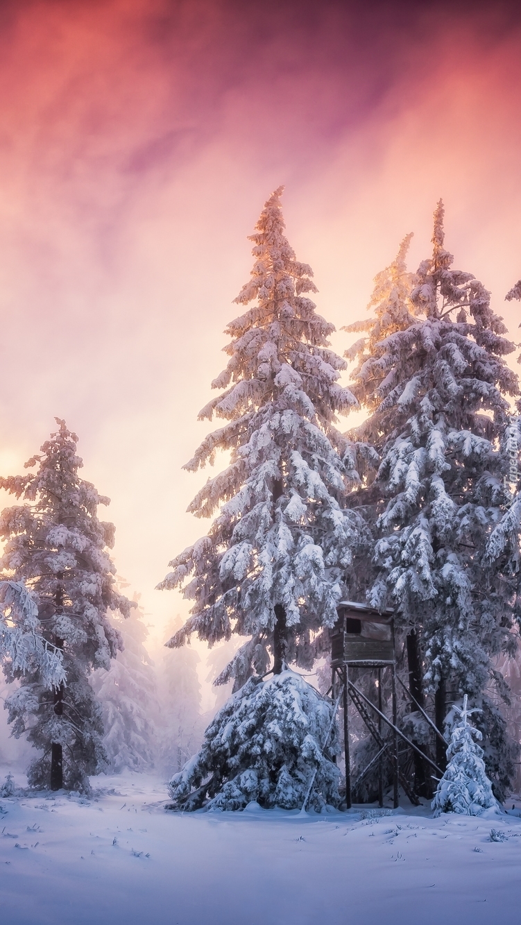 Leśna ambona w zimowej scenerii