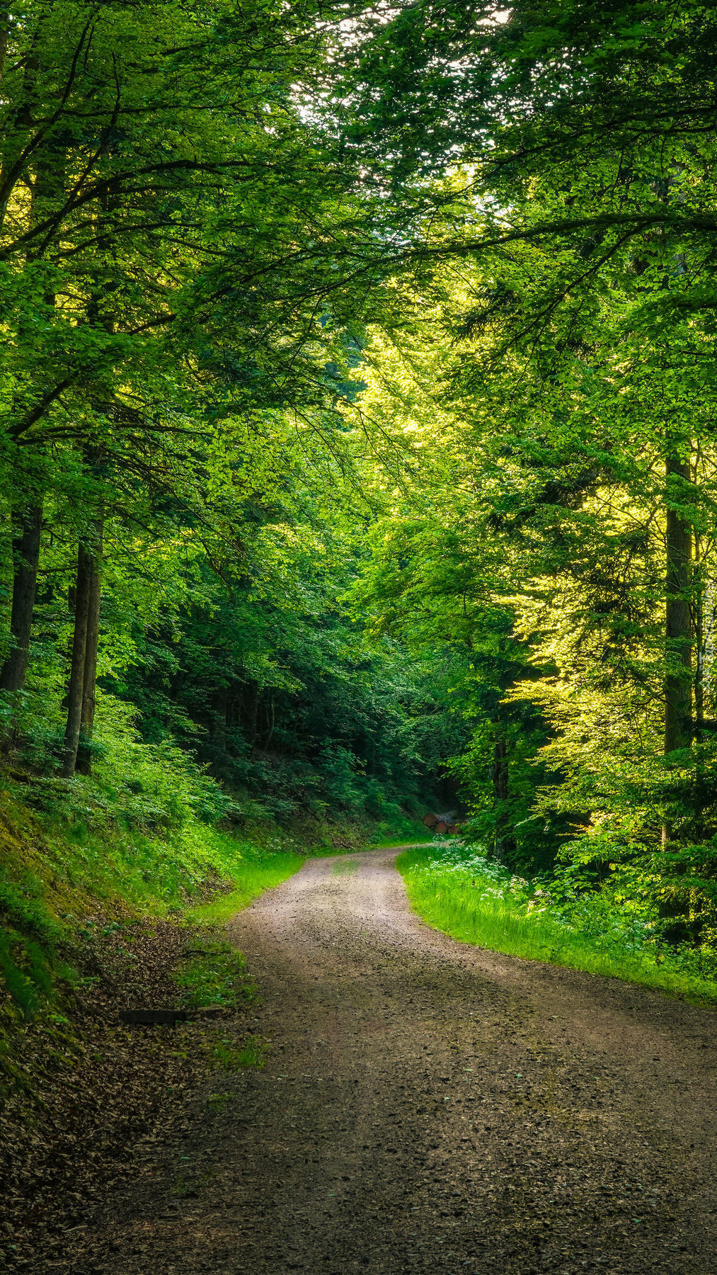 Leśna droga pośród zielonych drzew