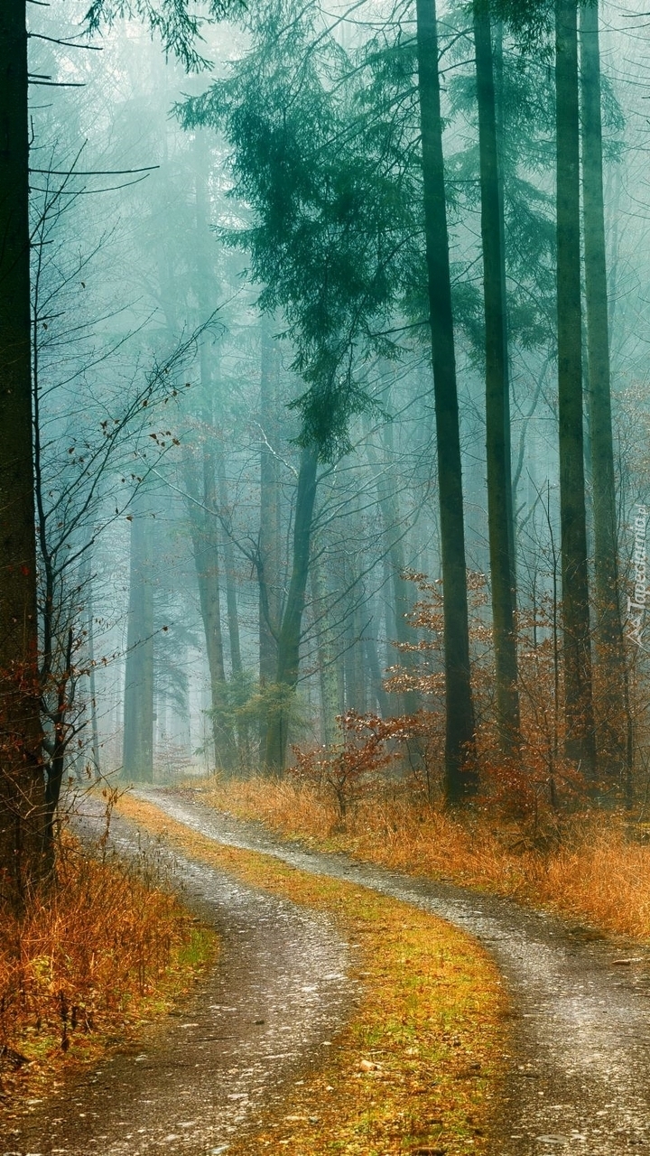 Leśna droga w barwach jesieni