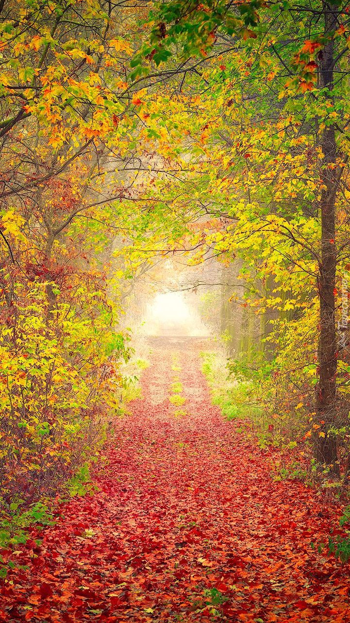 Leśna droga w kolorach jesieni