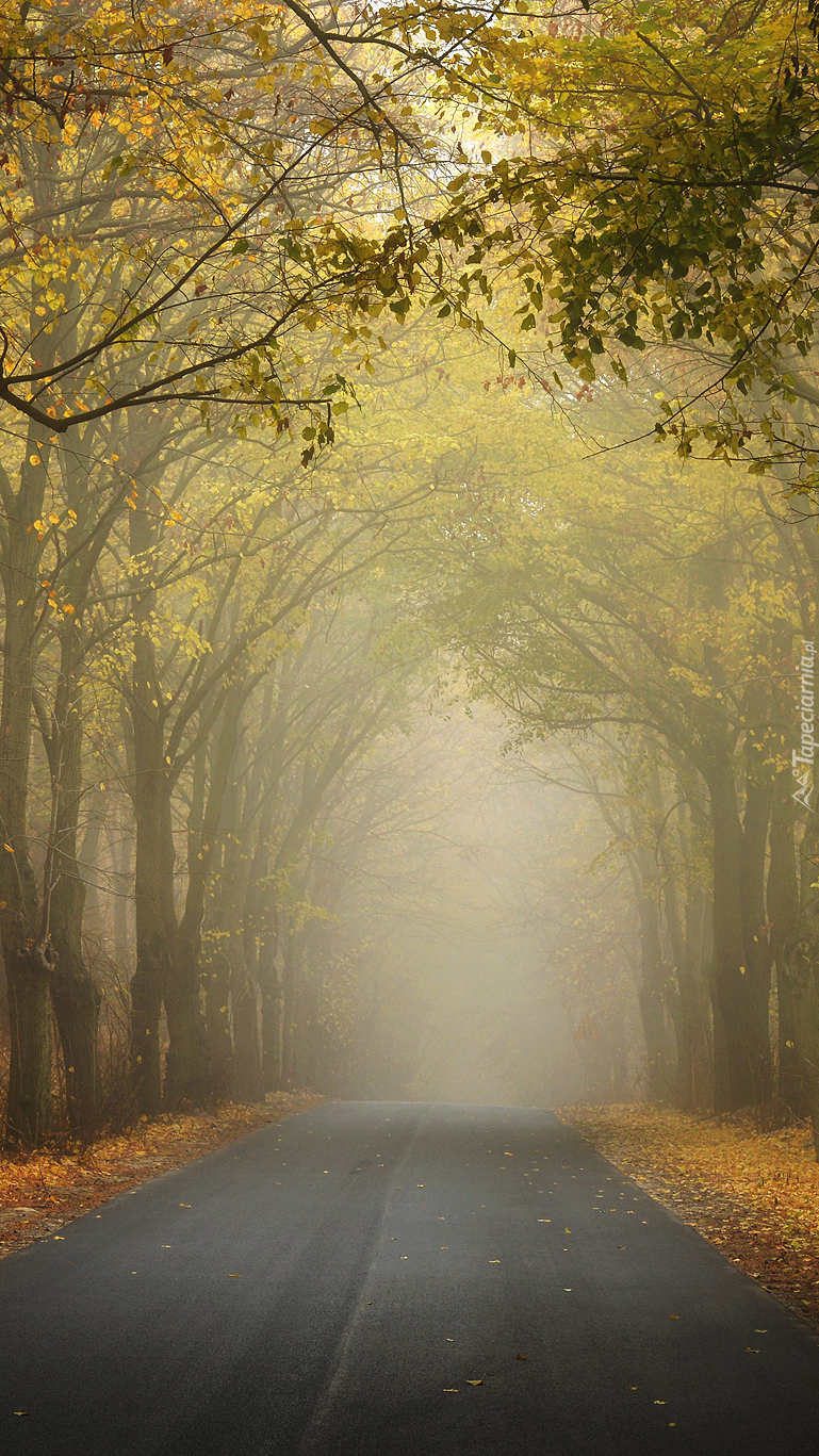 Leśna droga we mgle
