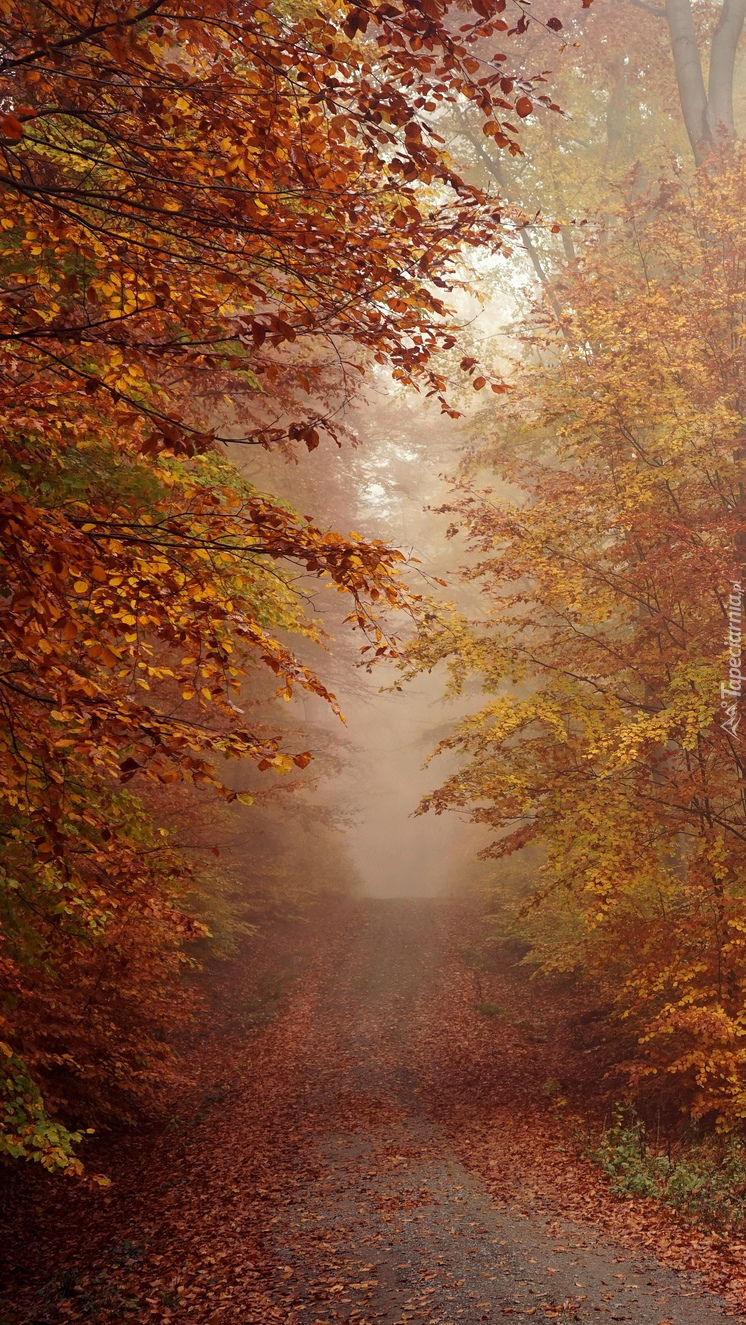 Leśna droga we mgle jesienią