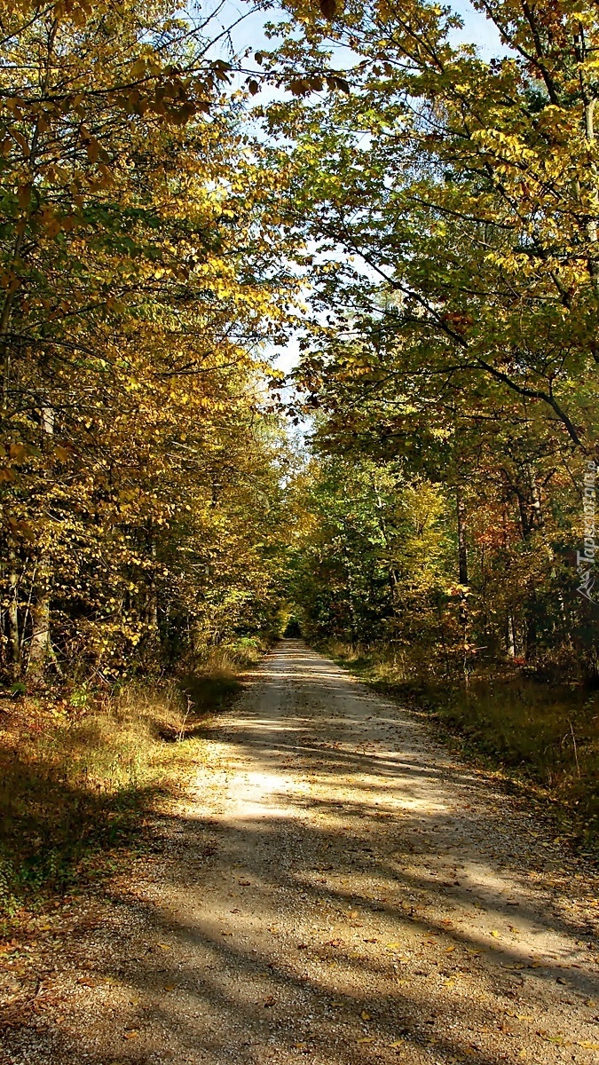 Leśna dróżka