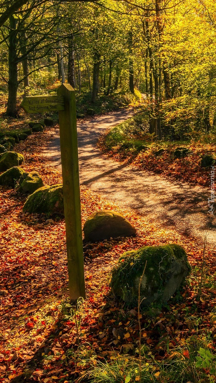 Leśna jesienna droga z omszałymi kamieniami