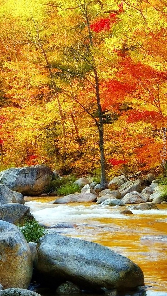 Leśna jesienna rzeka z głazami