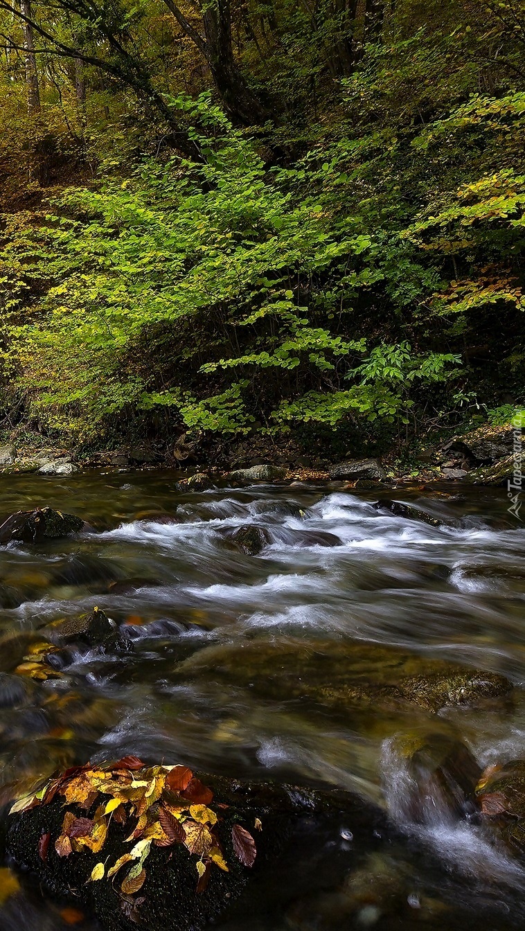 Leśna kamienista jesienna rzeka
