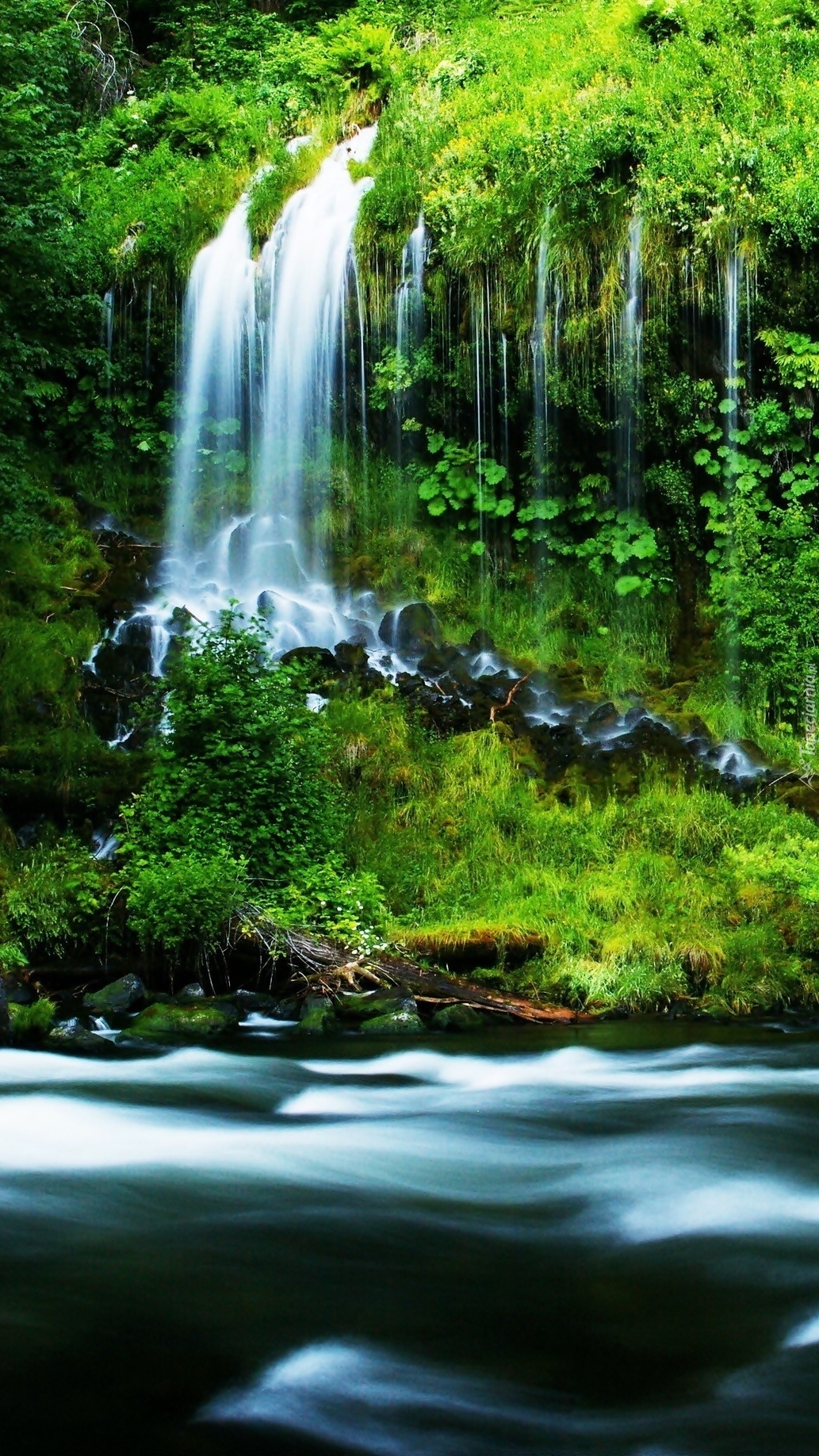 Leśna rzeka z wodospadem w zieleni