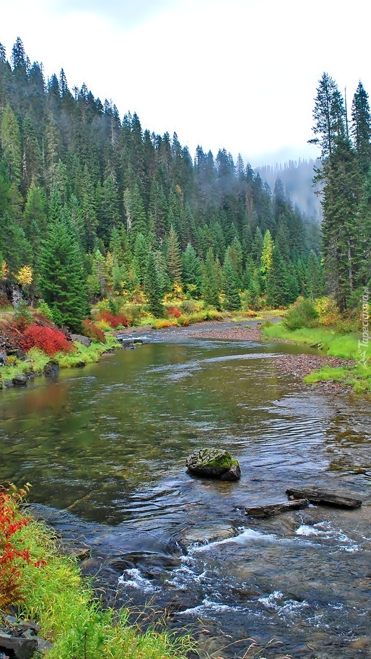 Leśna rzeka