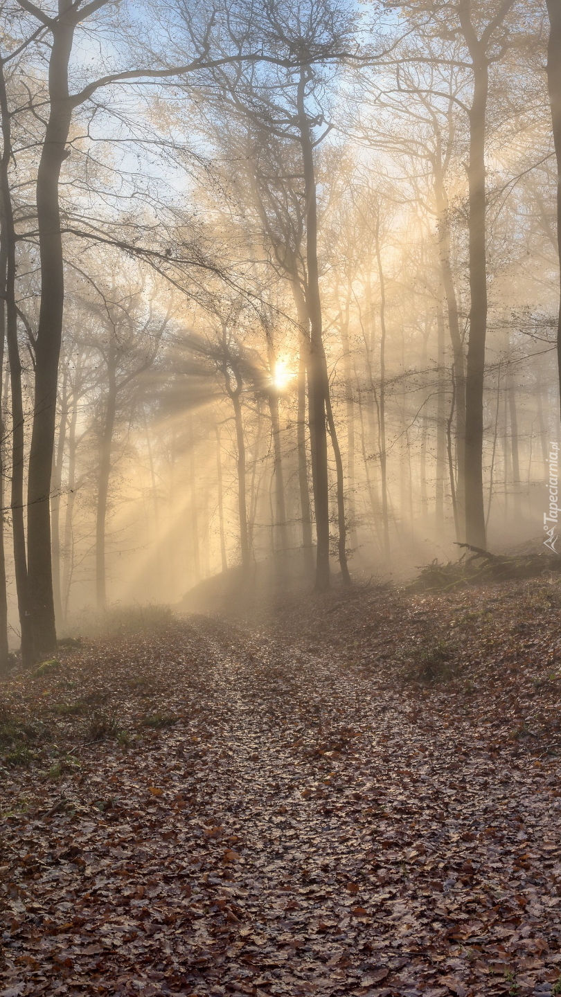 Leśna ścieżka w porannej mgle