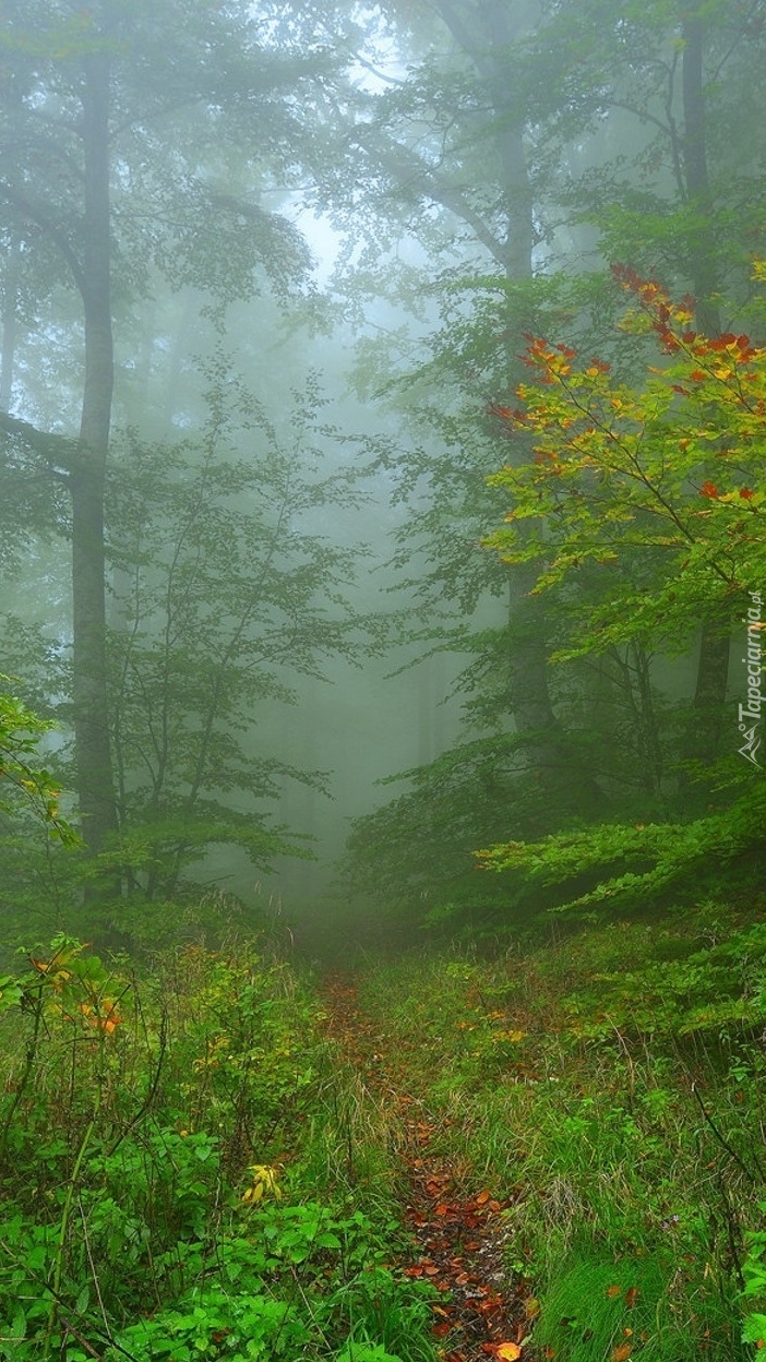 Leśna ścieżka we mgle