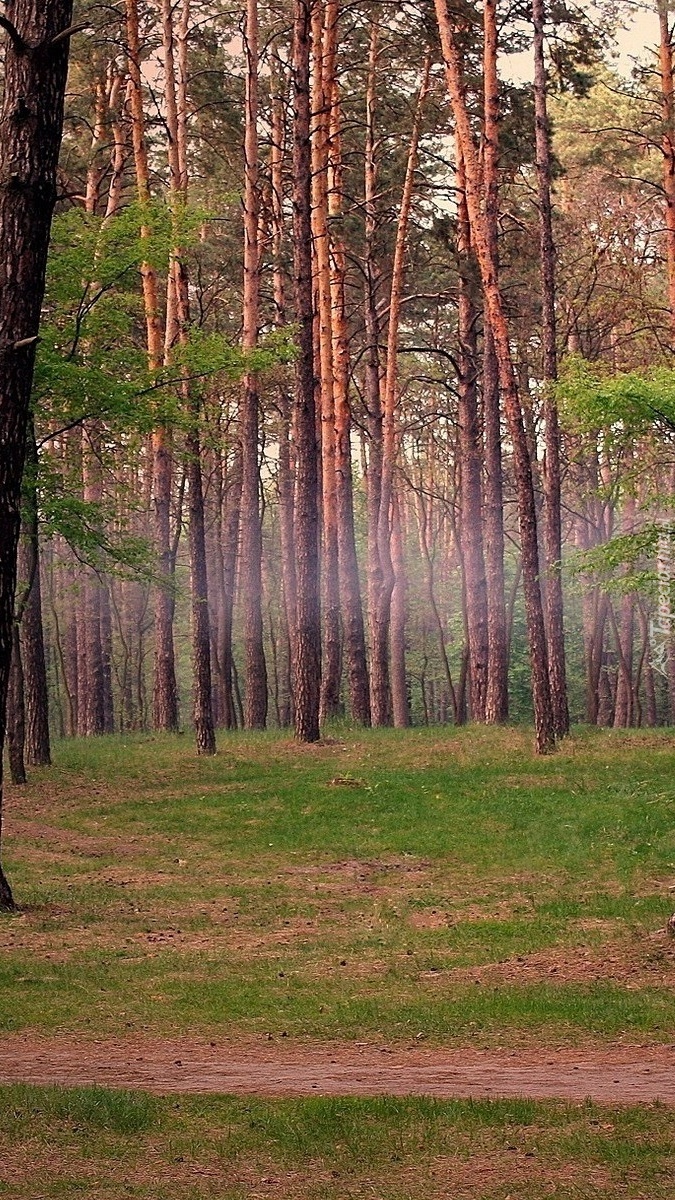 Leśna ścieżka