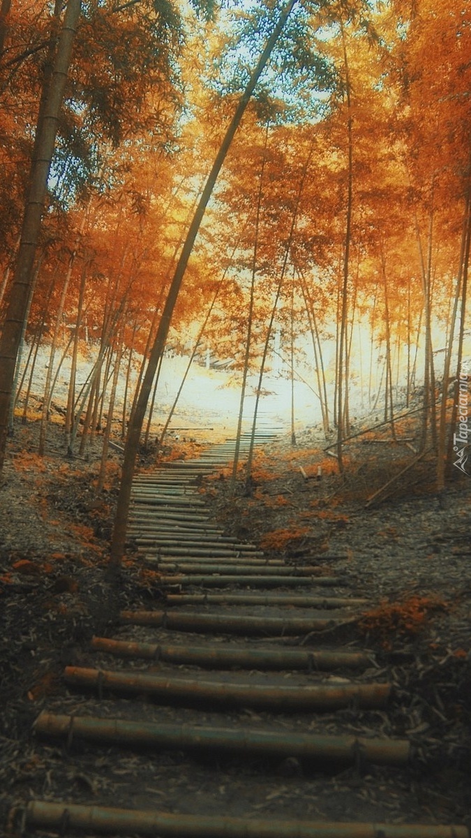 Leśne schody