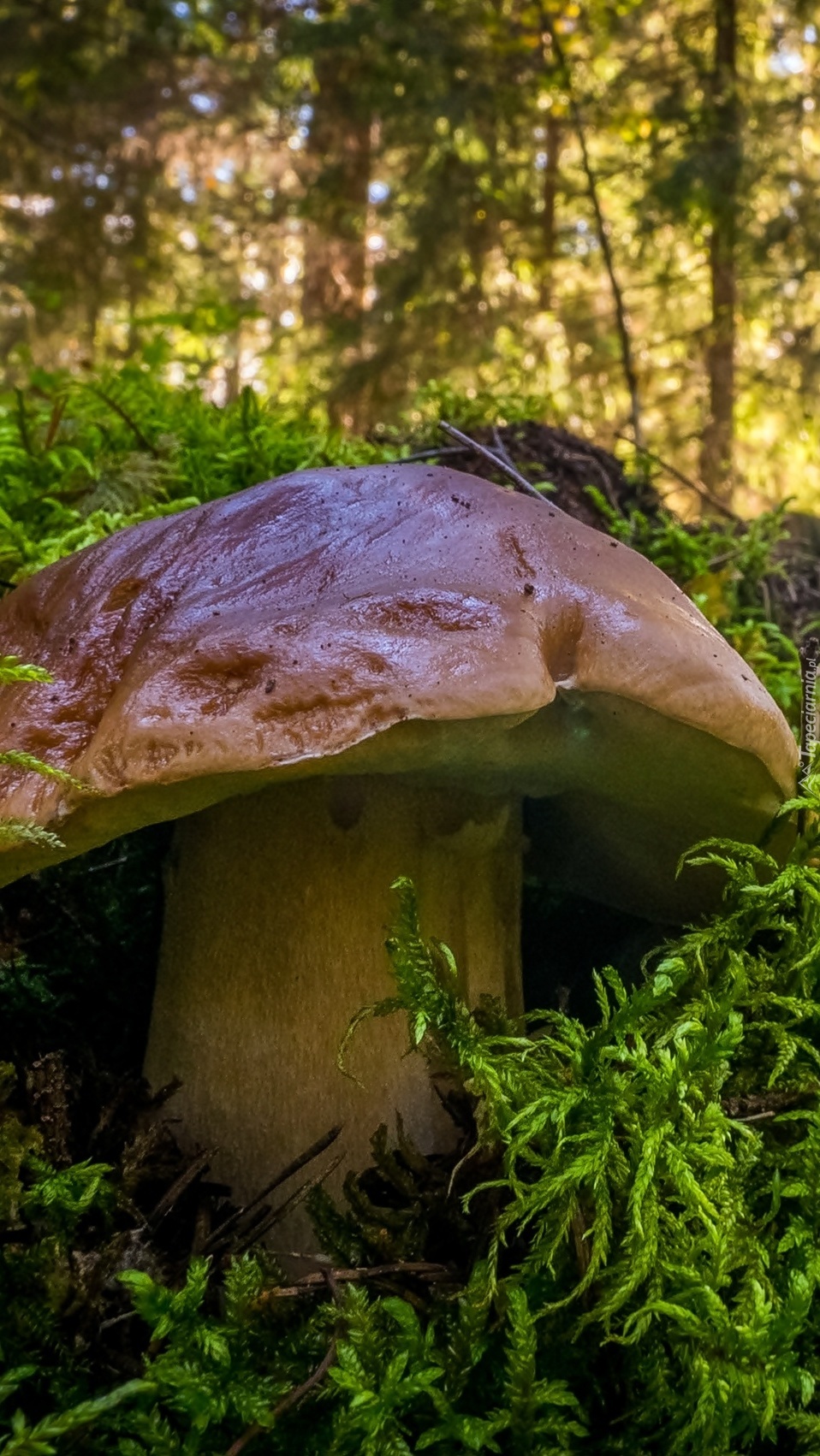 Грибы природа лес. Белый гриб. Грибной лес. Красивые грибы в лесу. Белые грибы в лесу.