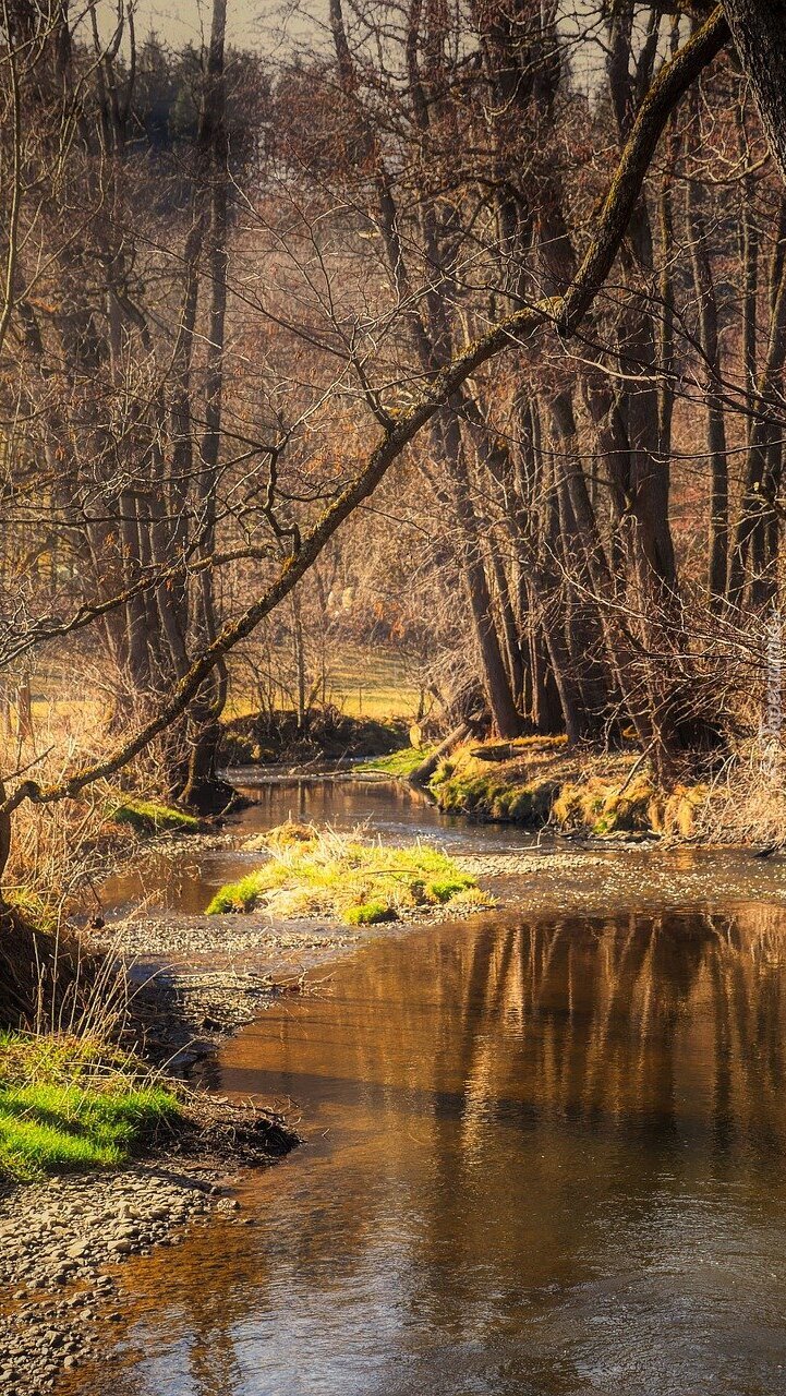 Leśny strumień