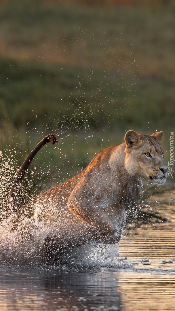Lew biegnący po wodzie