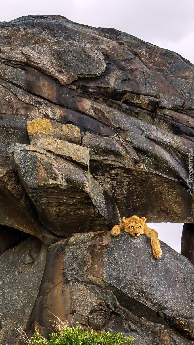 Lew leżący na skale