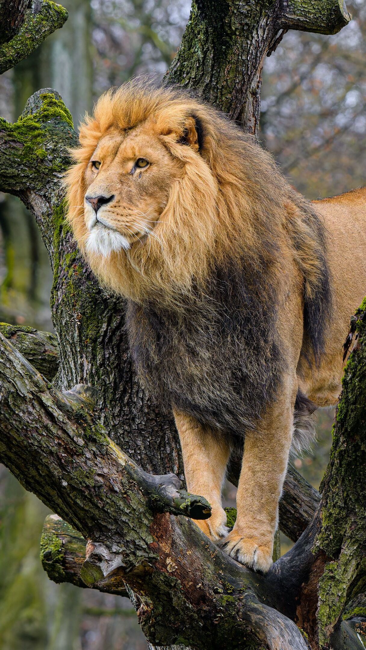 Lew na drzewie