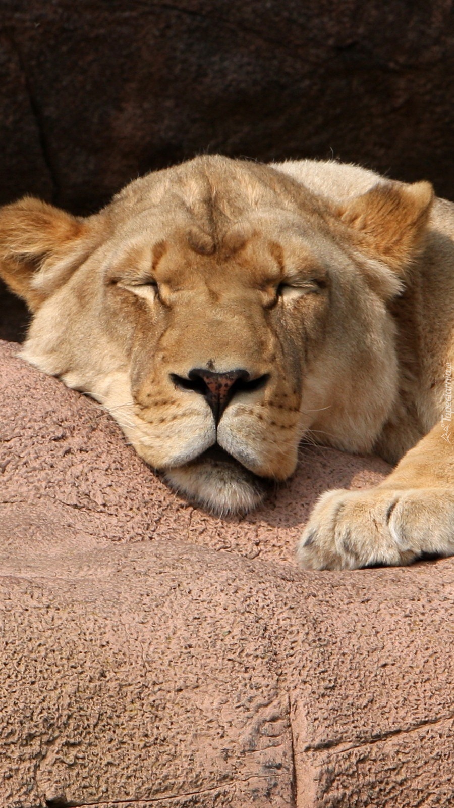 Lew śpiący na skale