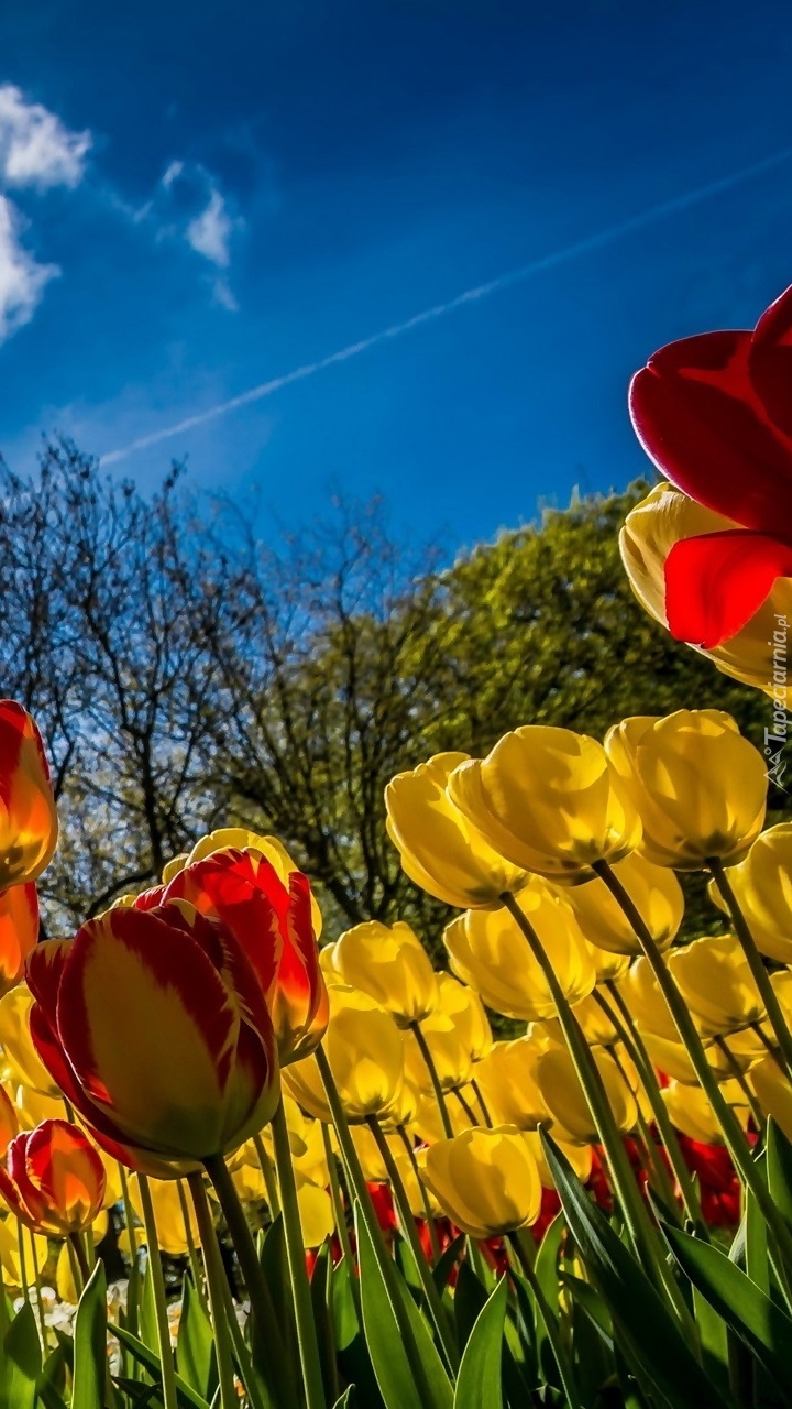 Leżąc pośród tulipanów