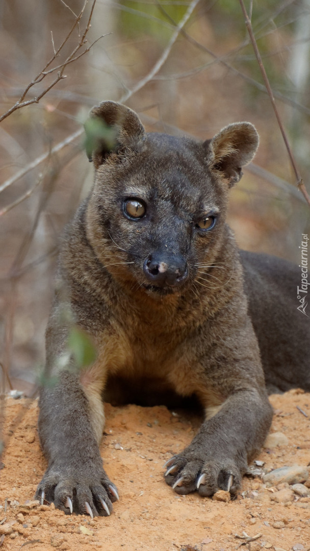 Leżąca fossa madagaskarska