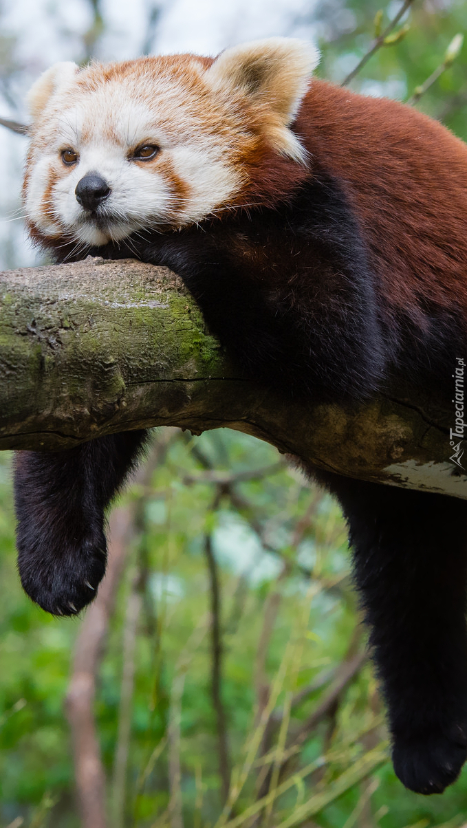 Leżąca panda mała