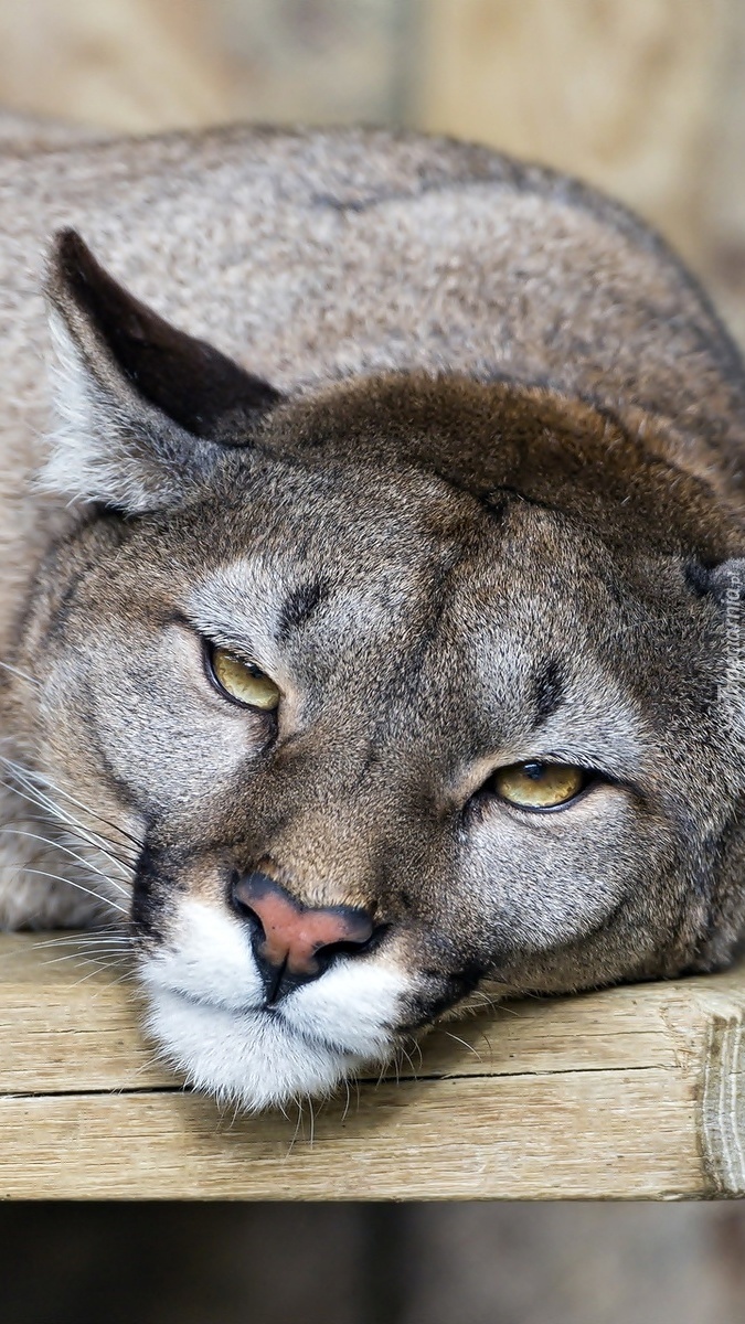 Leżąca puma