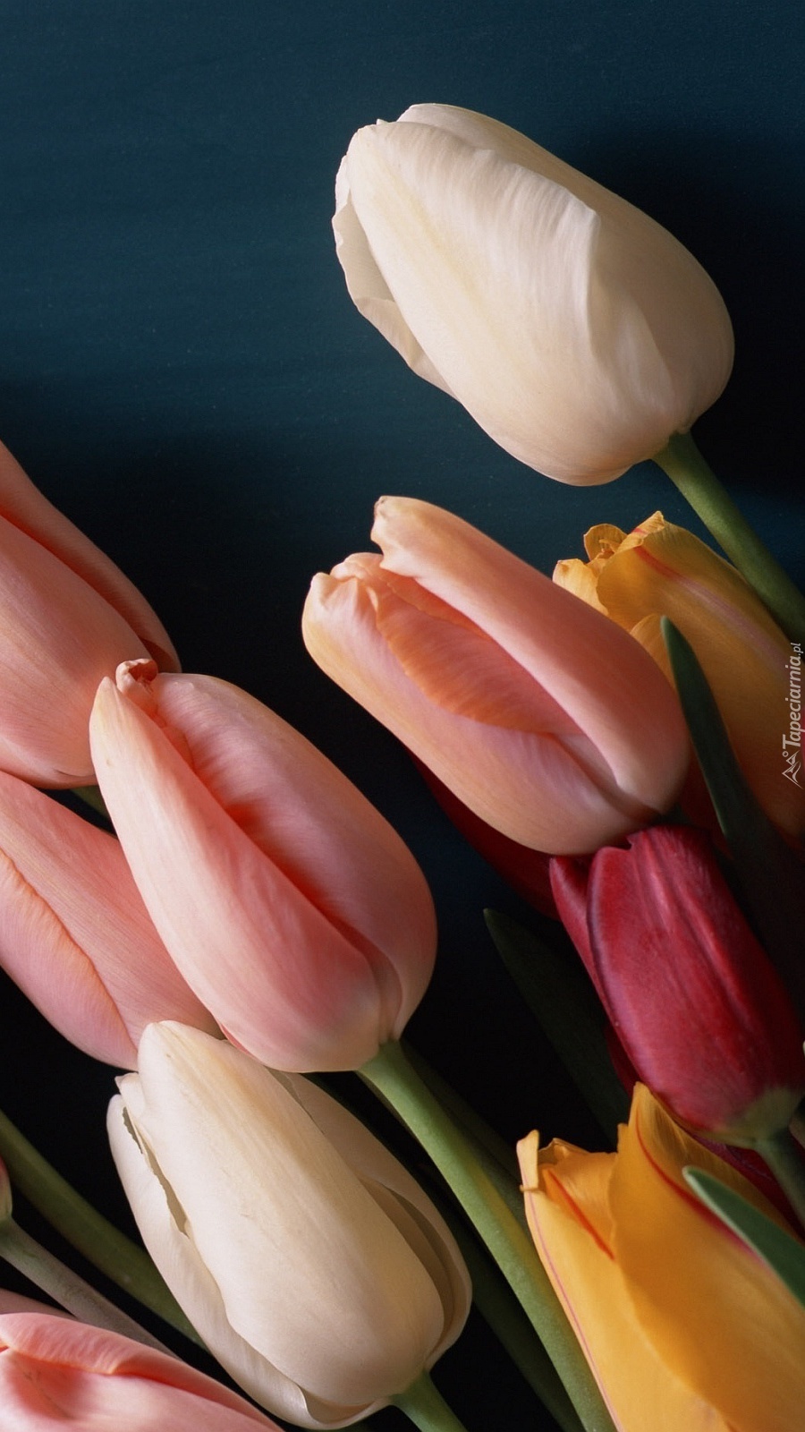 Leżące tulipany