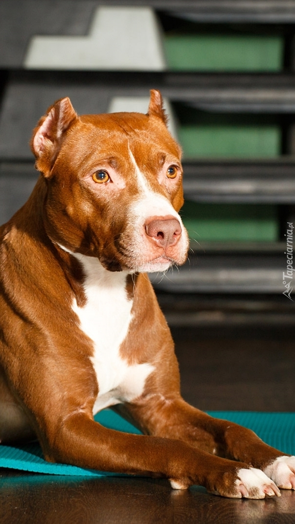 Leżący amerykański pitbull terrier