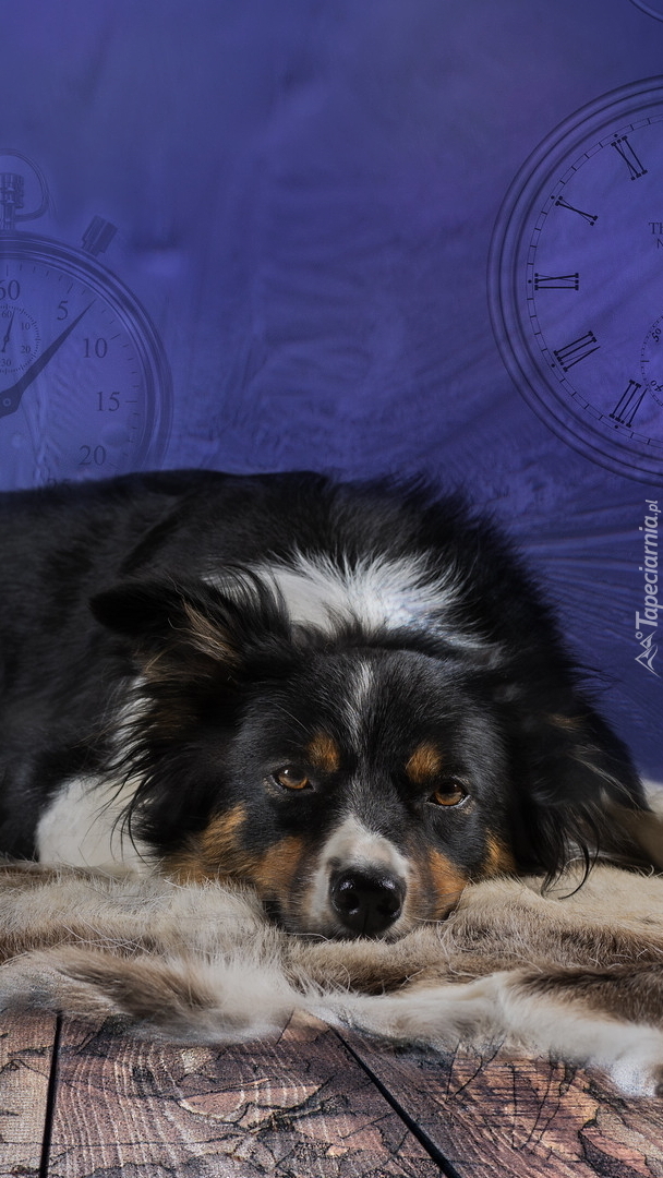 Leżący border collie