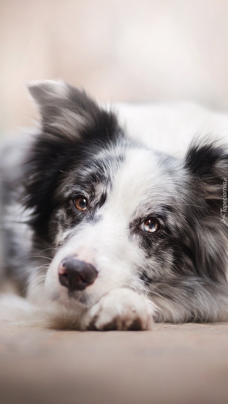 Leżący border collie o uważnym spojrzeniu