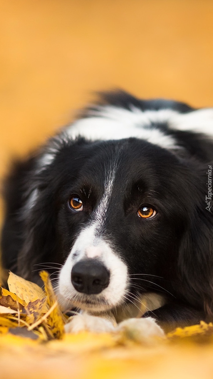 Leżący border collie w jesiennych liściach