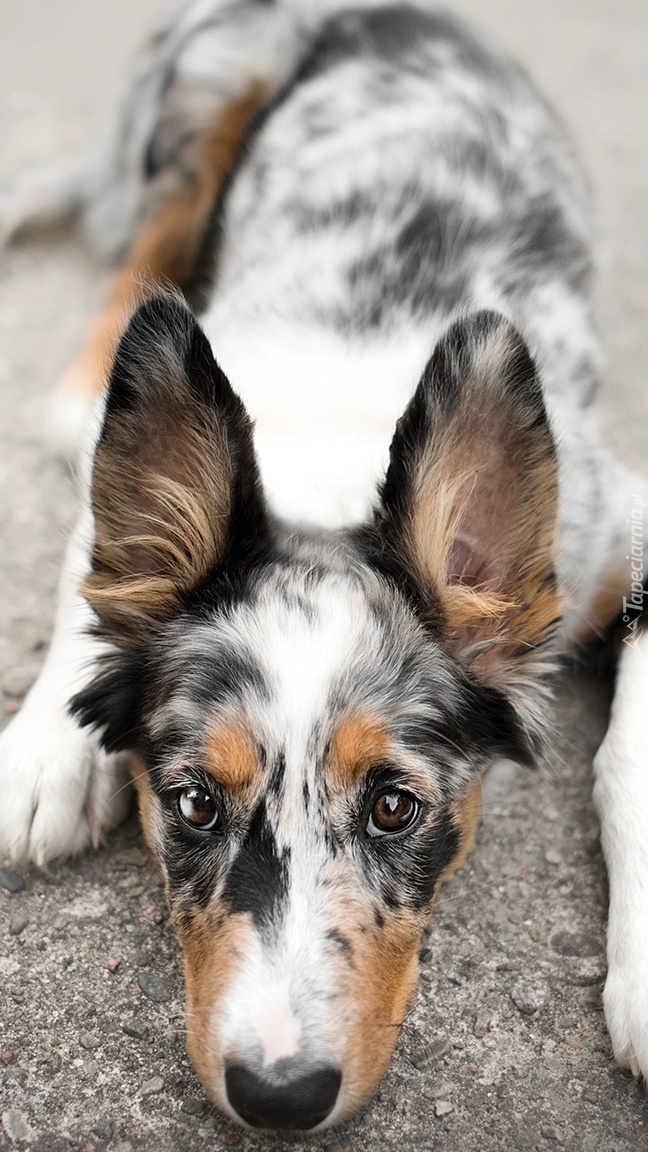 Leżący border collie