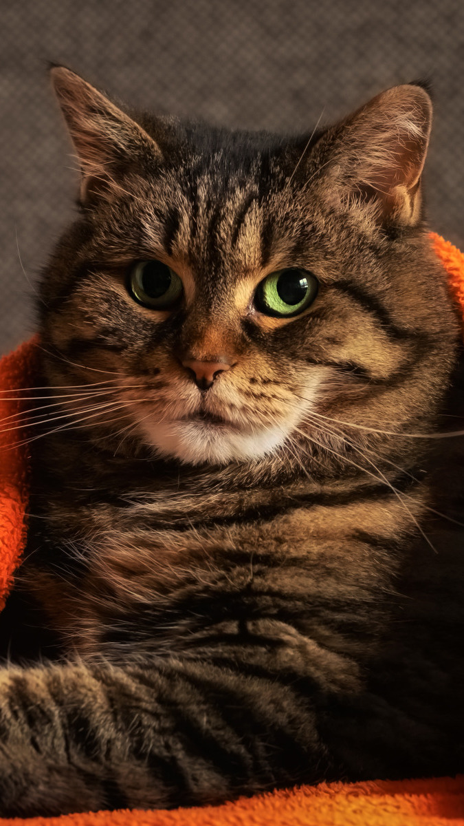 Leżący bury zielonooki kot