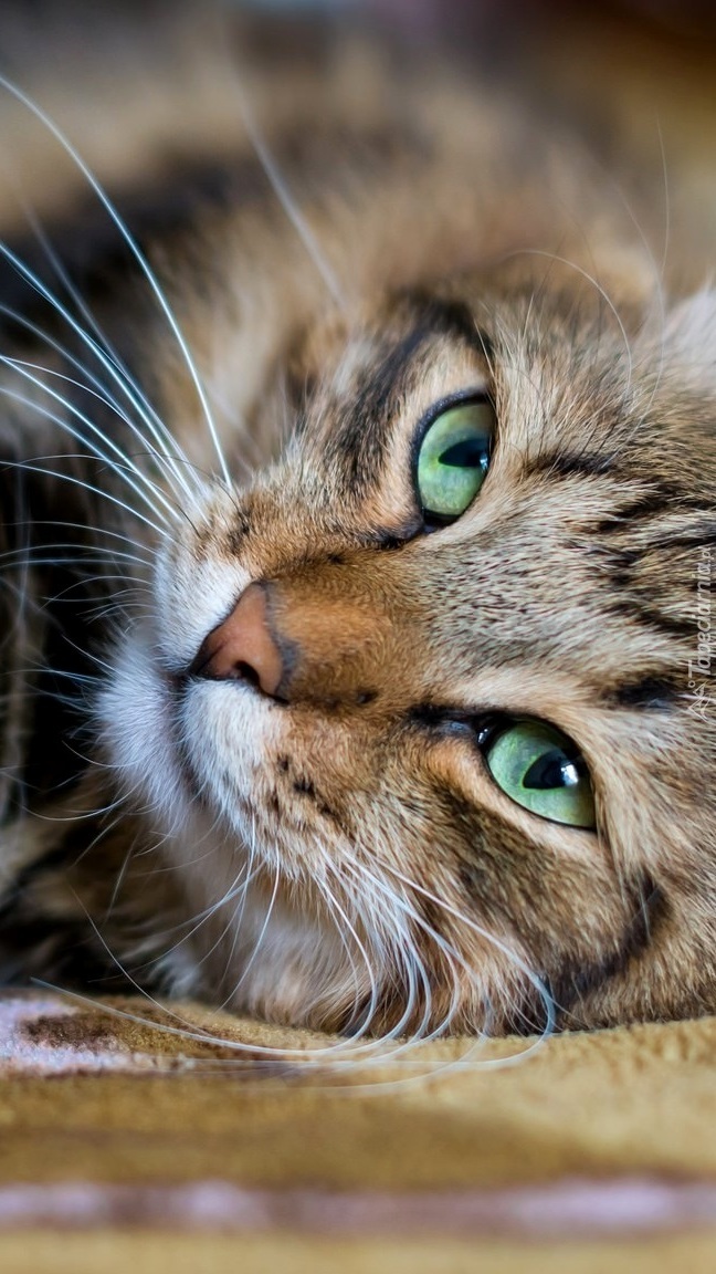 Leżący kot o zielonych oczach