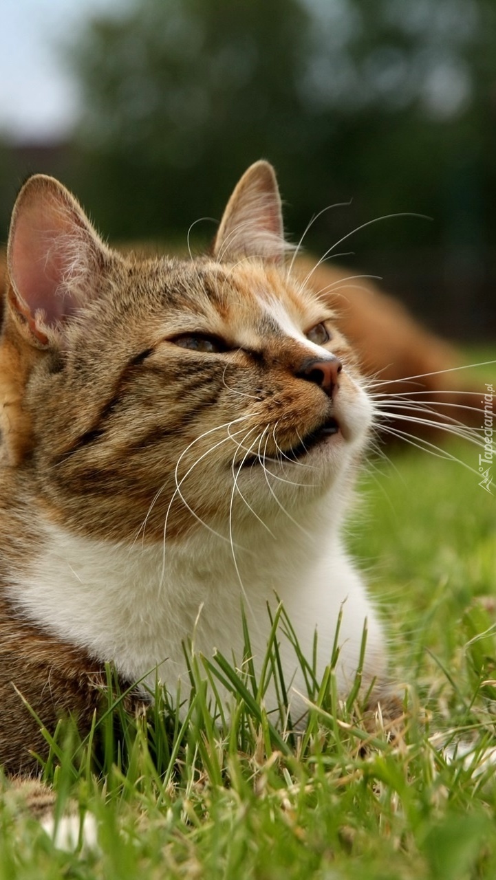 Leżący na trawie kot z przymrużonymi oczami