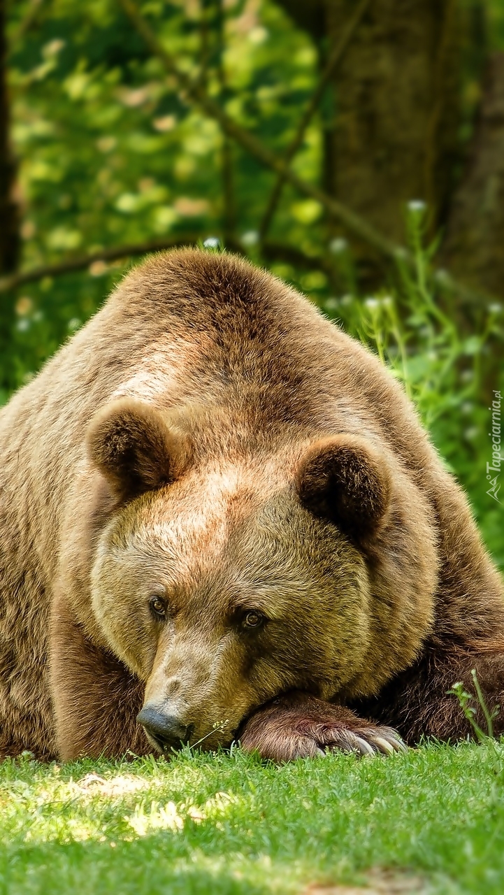 Leżący niedźwiedź brunatny