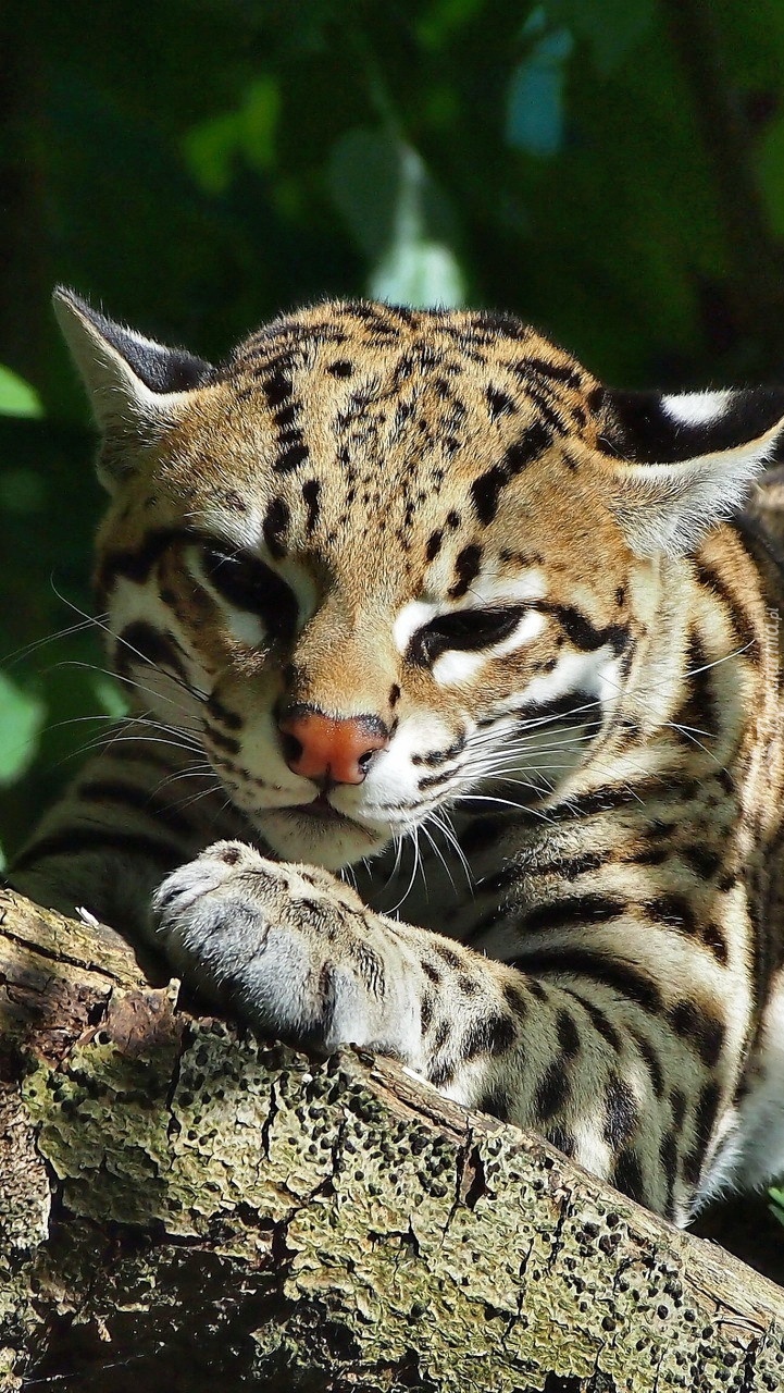 Leżący ocelot