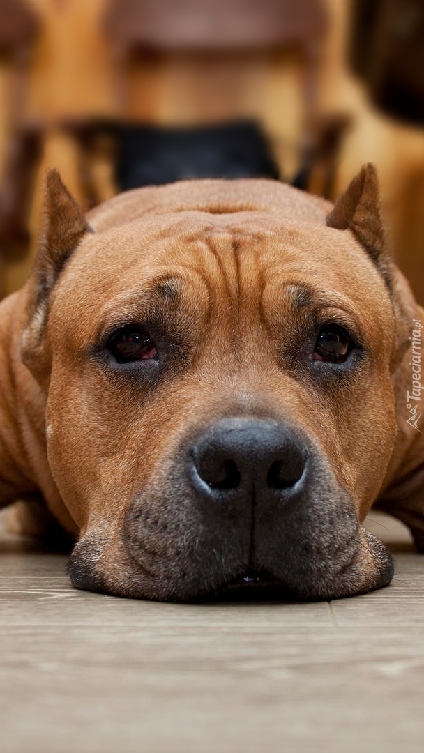 Leżący pit bull terrier