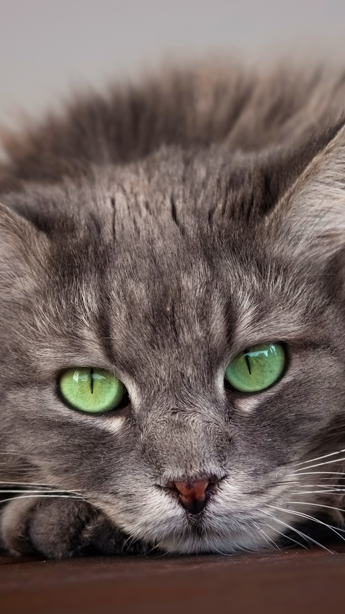 Leżący szary zielonooki kot