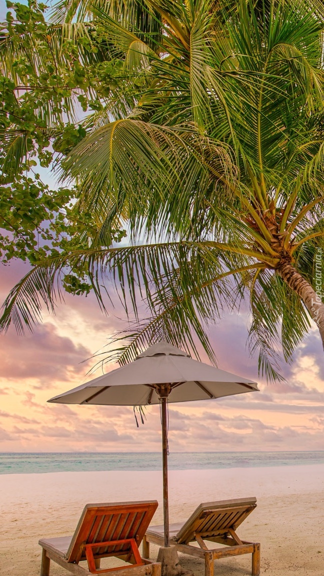 Leżaki i parasol pod palmą