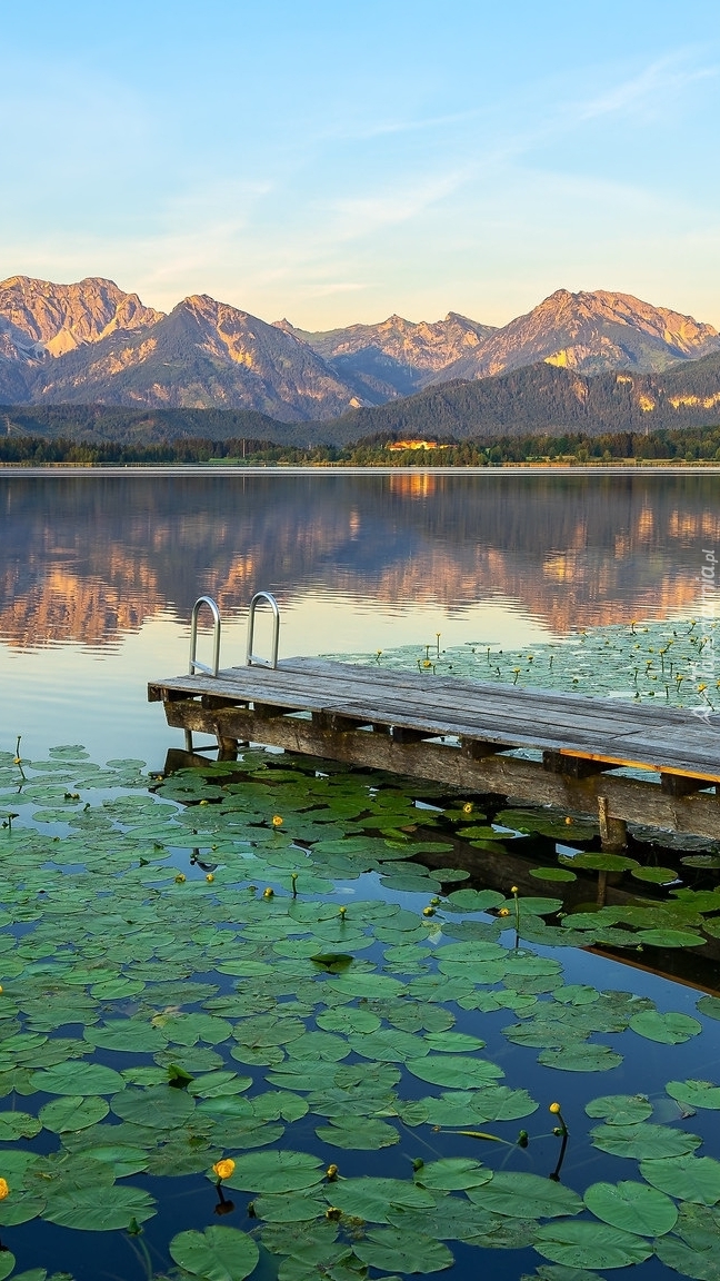 Lilie wodne na jeziorze Hopfensee