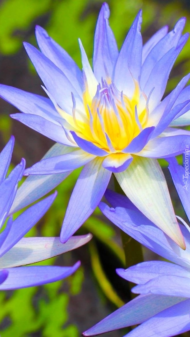 Lilie wodne niebieskie