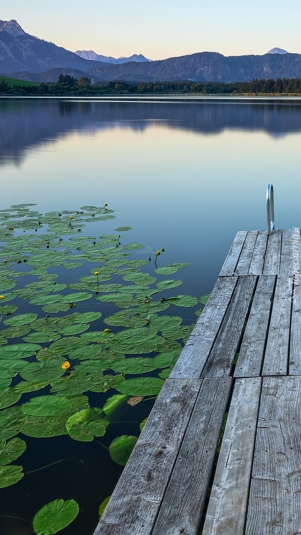 Lilie wodne przy pomoście na jeziorze Hopfensee